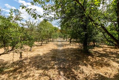 Vila de vanzare Snagov | Piscina, Livada, 8 camere | 3077 mp teren - 37