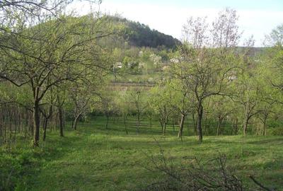 (307) Teren intravilan Calinesti – sat Carstieni, jud. Arges / Direct proprietar - 3