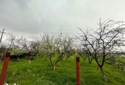 Teren de 4447 mp, în Pielești - 6