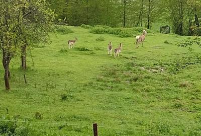Casă cu Teren 11196 Mp în Central - 3