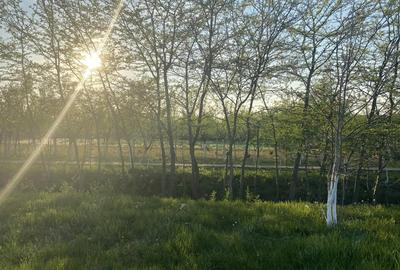 Casa parter 122 mp + teren 1502 mp Cerneteaz, Strada Daliei (central, drum asfaltat) - 3