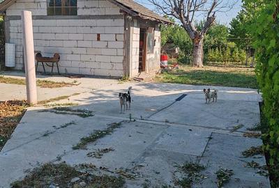 Casă cu 4 camere cu Teren 10000 Mp în Bârca - 3