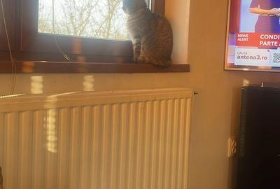 Casă cu 3 camere cu Teren 2175 Mp în Central - 1