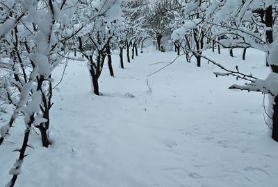 Teren de 11860 mp, în Călugăreni - 5