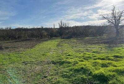 Spațiu comercial, în Cosâmbești - 7