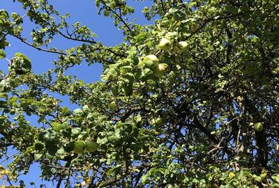 Spațiu comercial, în Ceahlău - 1