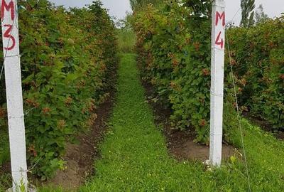 Teren în Central - 3