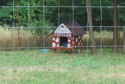 Teren Bujoreni cu utilitati ideala pentru casa
