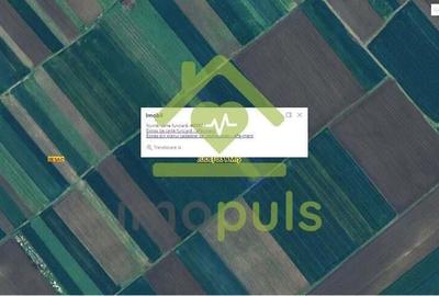 ? Teren extravilan la Pesac de 5.000 mp (1,4 euro/mp)? - 4