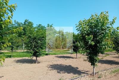 Teren agricol intravilan de 16000 mp, în Belinț - 15