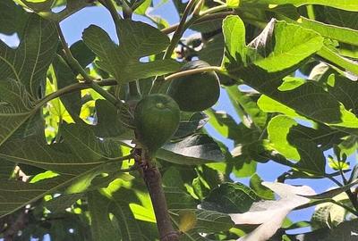 Vand casa de caramida cu teren comuna Stancuta jud Braila Vand casa de caramida cu teren comuna Stancuta jud Braila - 2