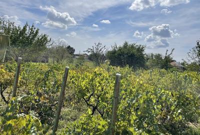 Malu, sat Butoiu Ialomita - 13