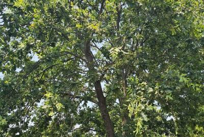 Intravilan 480 mp , loc de casa , zona padure Baicoi Prahova - 12