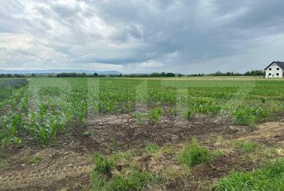 Teren intravilan ,4900 mp , 25ml front, Fratautii Vechi, Rad - 5