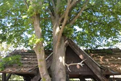 Casă cu 4 camere cu Teren 4400 Mp în Țigmandru - 3