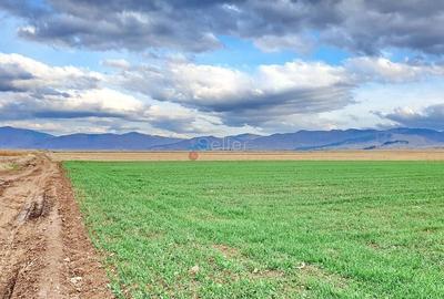 Teren extravilan Tarlungeni - 2