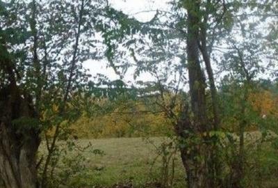 Teren faneata Vizantea Livezi; ID: R2800475 - 17