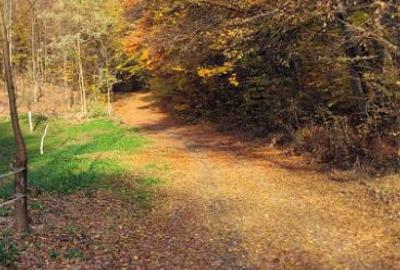 Vand teren cu padure la 5 km de Curtea de Arges,zona deal-munte,zona superba - 4