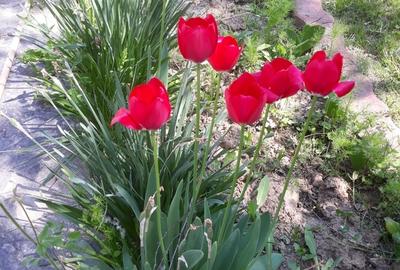 Pitaru, Dambovita - 12