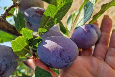 Casă cu 4 camere în Central - 4