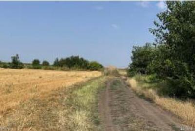 Teren extravilan 2.000 mp, CALARASI, LUPSANU - 3