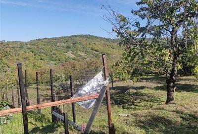 Teren de 1500 mp, în Podgoria - 3