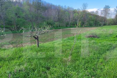 Teren 6650 mp, cu casa nefinalizata de 111 mp, in Nisipoasa - 1