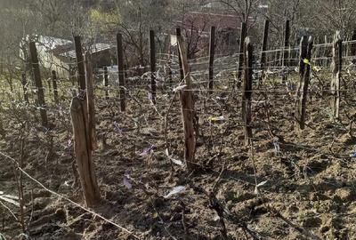 Casă cu Teren 5000 Mp în Bughea de Jos - 4