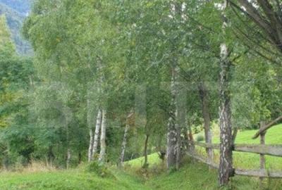 Teren 13.570 mp, Moieciu Pestera - 1