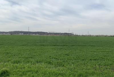 Teren Magurele - 27507 mp - Acces Dublu - Proximitate A0 Teren Magurele - 27507 mp - Acces Dublu - Proximitate A0 - 11