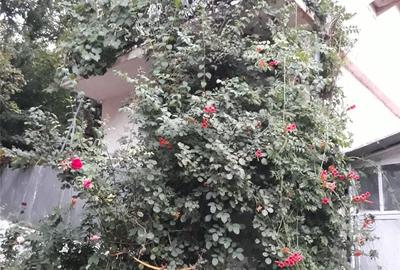 Casă cu 5 camere cu Teren 250 Mp în Oravița