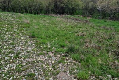 Teren Intravilan | Constructii | 734 mp | Baia Mare | Strada Miron Costin - 6