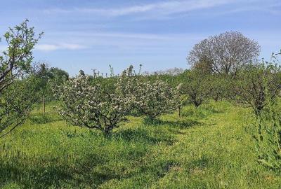 Casă cu Teren 3560 Mp în Tufeni - 3