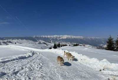 Teren de 1000 mp, în Fundata - 1