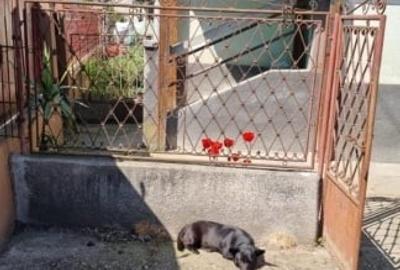 Csă de vânzare în sat Leorinț, comuna Rădești județul Alba - 3