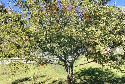 Casa in Vatra Dornei, zona Argestru, cu 11.541m.p. TEREN INTRAVILAN - 11