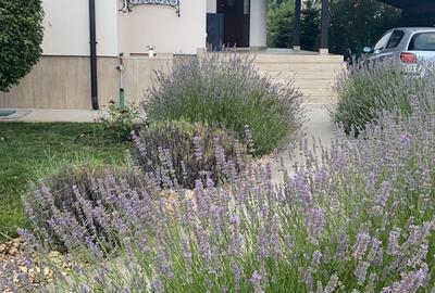 Vanzare casa Paradisul Verde Corbeanca - 15