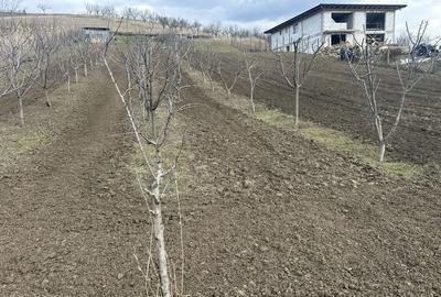 Spațiu comercial, în Vulturi - 4