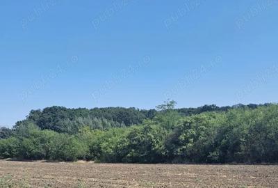 Teren de 5000 mp, în Bujoreni - 5