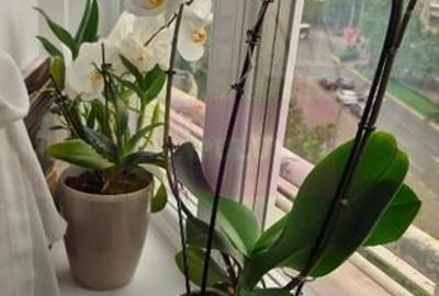 Apartament cu 3 camere decomandat în Centrul Civic - 5