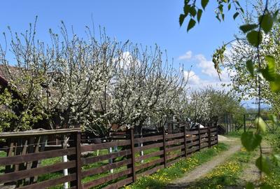 TEREN INTRAVILAN CU CONSTRUCTII AGROTURISTICE SI CABANA CODLEA - 4