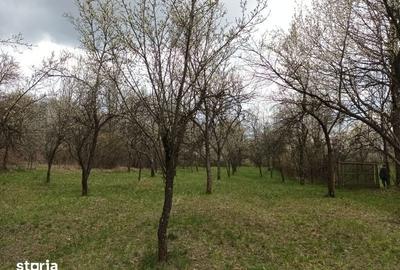 Teren de 10600 mp, în Dăești - 1