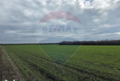 Teren de 120770 mp, în Remetea Mare