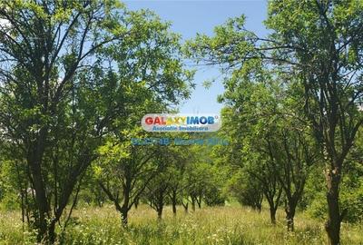 Spațiu comercial, în Bârloi - 3