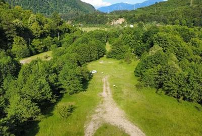 Teren de 5000 mp, în Păscoaia - 2