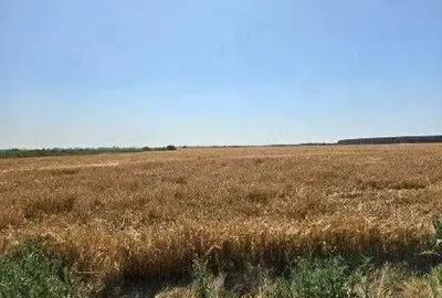 Teren extravilan cota parte 1/2, Magurele, ID: R2641535 - 3