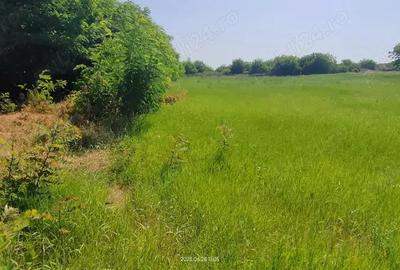 Teren intravilan Lovrin de vanzare - 14