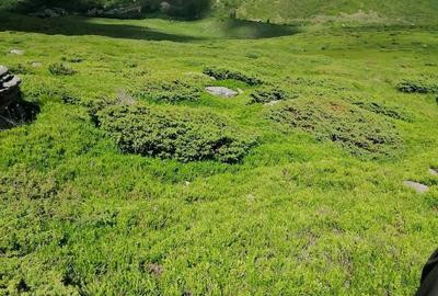 Teren de 185000 mp, în Padeș - 5