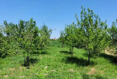 Vand proprietate in Miersig, jud.Bihor, la aproximativ 20 km de Oradea. - 8
