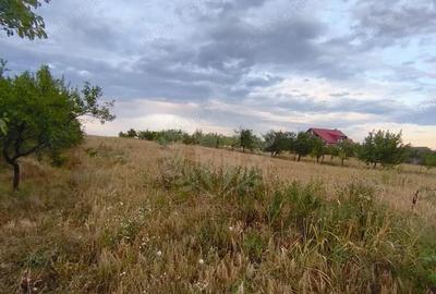 Teren de 10000 mp, în Păulești - 4
